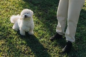 linda bichón frise perrito jugando con dueño. foto