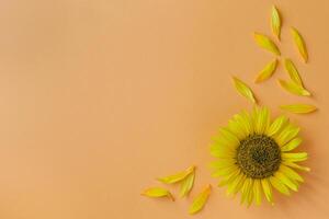 Beautiful sunflower with petals on peach background. Place for text. photo