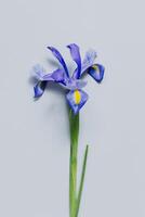 Beautiful Iris flower on a light grey background. photo