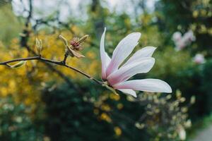 increíble magnolia flor en un primavera jardín. primavera antecedentes. foto