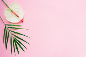 Pink pastel background with palm leaf and anthurium flower. Flat lay. Place for text. photo