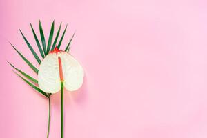 Pink pastel background with palm leaf and anthurium flower. Flat lay. Place for text. photo