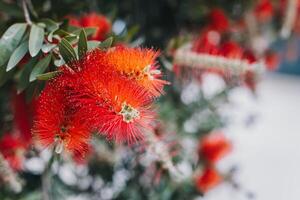Amazing red flowers of the blooming Callistemon tree in a spring garden. photo