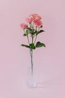 Beautiful pink Rose flowers in a vase on a pink pastel background. photo