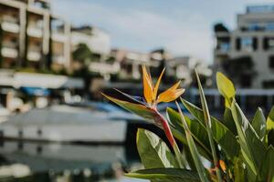 hermosa pájaro de paraíso flor Strelitzia regina en un porto montenegro, tivat. foto