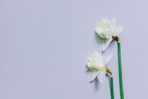 Beautiful flowers of white daffodil narcissus on a light grey background. photo