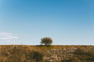 Lonely tree growing on a plain. Blue sky background. photo
