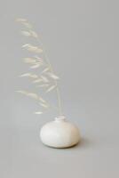 Still life with dry spikelets of wild oats in a vase. Grey background. photo