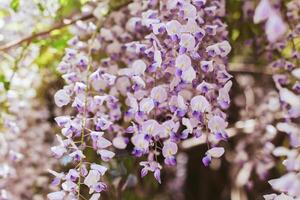 Beautiful flowers of Wisteria in a spring garden on a sunny day. photo