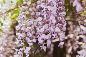 hermosa flores de glicina en un primavera jardín en un soleado día. foto