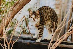 linda atigrado gato en un calle de Budva antiguo ciudad, montenegro foto