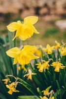 Beautiful flowers of yellow daffofil narcissus in a garden. photo