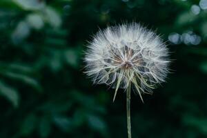 Air dandelion on fresh green background. Close-up, place for text. Concept image for dreaming, evanescence, lightness of being. photo