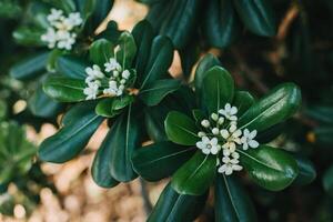 hermosa blanco flores de japonés burlarse de naranja pittosporum tobira en un pecador jardín. foto