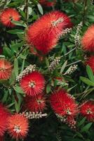 Amazing red flowers of the blooming Callistemon tree in a spring garden. photo