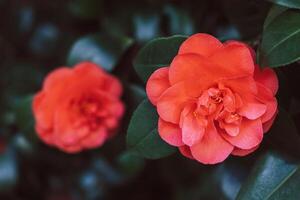 hermosa rosado camelia florx en un jardín. foto