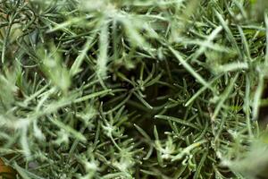 Closeup In Branches Of Rosemary Plant photo