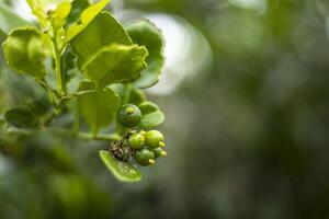 The Kaffir Llime Is Growing photo