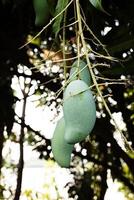 Close Up Of Tree With Green Mango Fruit In The Garden photo