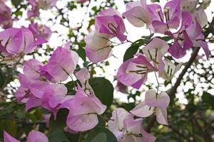 flores de buganvilla rosa foto