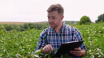 Agronomist inspecting soya bean crops growing in the farm field. Agricultural industry video