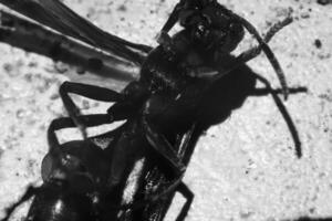 Monochrome Photography. Animal closeup. Black and white macro photo of a wasp lying helplessly. Monochrome close up photo of wasp. Bandung - Indonesia, Asia