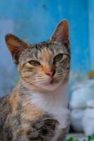 de cerca Disparo de soñoliento a rayas gato. un a rayas gato cuyo ojos son bizco como Si es somnoliento. animal fotografía. mascota gato. selectivo enfocar. macrofotografía. Disparo en macro lente foto