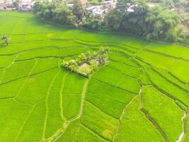 increíble paisaje de aterrazado arroz campo. parte superior ver desde zumbido de verde arroz terraza campo con forma y modelo a cikancung, Indonesia. Disparo desde un zumbido volador 200 metros alto. foto