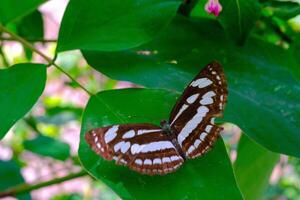 animal fotografía. animal de cerca. macro foto de negro y blanco estampado mariposa o neptis hilas, encaramado en un verde hoja. Bandung - Indonesia, Asia
