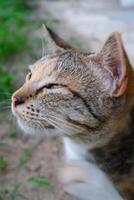 de cerca Disparo de soñoliento a rayas gato. un a rayas gato cuyo ojos son bizco como Si es somnoliento. animal fotografía. mascota gato. selectivo enfocar. macrofotografía. Disparo en macro lente foto