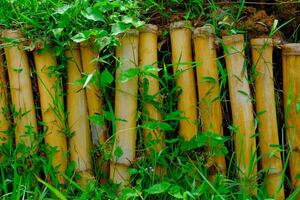 Background Photography. Textured Background. Close up of bamboo ditch with vines. Several pieces of bamboo are arranged as a trench. Shot in macro lens. Bandung, Indonesia photo