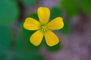 de cerca Disparo de oxalis corniculata flor brotes hermosa amarillo oxalis corniculata creciente en el patio trasero. macrofotografía. Disparo en macro lente foto