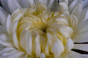 Macrophotography. Selective Focus. Closeup shot of White Chrysanthemum Flower. Beautiful Chrysanthemum flowers growing in the garden. Shot in Macro lens photo