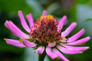 Macrophotography. Selective Focus. Macro shot of the Zinnia elegans Zinnia Violacea flower. Beautiful zinnia flowers are pink with yellow pistils. Shot in Macro lens photo