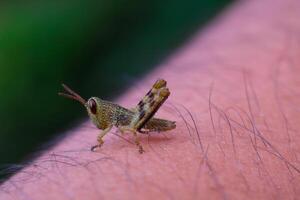 Macrophotography. Animal Photography. Closeup photo of baby Javanese grasshopper perched on hairy skin surface. Baby Javanese Grasshopper or Valanga Nigricornis. Shot in Macro Lens
