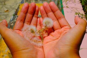 Macro Photography. Plant closeup. Photo of Dandelions flowers on the palm of the hand. Close up photo of dandelion flowers. Bandung - Indonesia, Asia