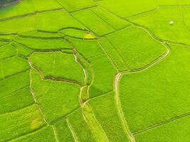 increíble paisaje de aterrazado arroz campo. parte superior ver desde zumbido de verde arroz terraza campo con forma y modelo a cikancung, Indonesia. Disparo desde un zumbido volador 200 metros alto. foto