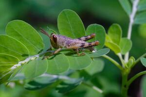 Macrophotography. Animal Photography. Closeup photo of grasshopper perched on green meniran herbal plant. Baby Javanese Grasshopper or Valanga Nigricornis. Shot in Macro Lens