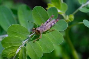 macrofotografía. animal fotografía. de cerca foto de saltamontes encaramado en verde menirán herbario planta. bebé javanés saltamontes o valanga nigricornis. Disparo en macro lente