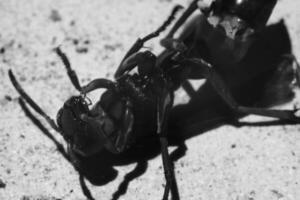 Monochrome Photography. Animal closeup. Black and white macro photo of a wasp lying helplessly. Monochrome close up photo of wasp. Bandung - Indonesia, Asia