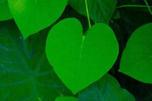 Background Photography. Textured Background. Background of Heart shaped plants. Green leaves grow wild in the gutter drains. Bandung, Indonesia photo