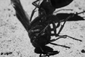 Monochrome Photography. Animal closeup. Black and white macro photo of a wasp lying helplessly. Monochrome close up photo of wasp. Bandung - Indonesia, Asia