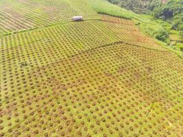 aéreo ver de maíz campos Bandung ciudad, Indonesia. paisaje de un recién plantado maíz campo. agrícola campo. arriba. agrícola industria. Disparo desde un zumbido volador 100 metros foto