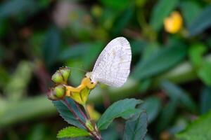 Macrophotography. Animal Closeup. White butterfly The Psyche or Leptosia Nina, perches on yellow flowers. White Butterflies live in the wild. Shot with a macro lens photo