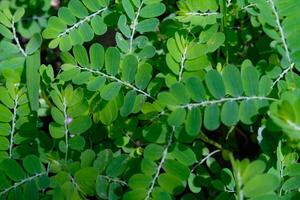 Macro Photography. Plant Closeup. Textured Background of green meniran herbal plant or Phyllanthus Niruri. Herbal tropical plants that grow wild in the yard. Shot with a macro lens photo