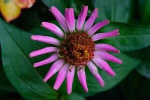 macrofotografía. selectivo enfocar. macro Disparo de el zinnia elegans zinnia violacea flor. hermosa zinnia flores son rosado con amarillo pistilos. Disparo en macro lente foto