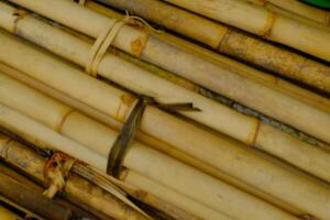 Background Photography. Textured Background. A pile of bunches of old yellow bamboo. Old bamboo is collected on the side of the road for building construction. Bandung, Indonesia photo