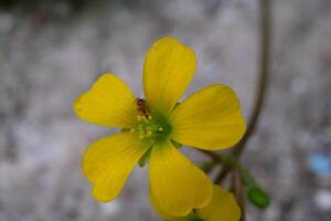 de cerca Disparo de oxalis corniculata flor brotes hermosa amarillo oxalis corniculata creciente en el patio trasero. macrofotografía. Disparo en macro lente foto