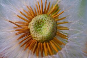 Flower Photography. Plants Closeup. Close up of incomplete dandelion flowers. Dandelion flowers split by the wind. Bandung, Indonesia photo