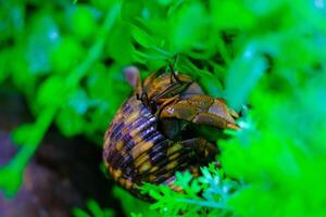 Macro Photography. Animal Close up. Macro shot of the purple land hermit crab or Coenobita brevimanus, trying to climb vines. Shot in Macro lens photo